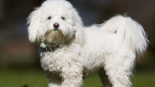 Coton de sale tulear white